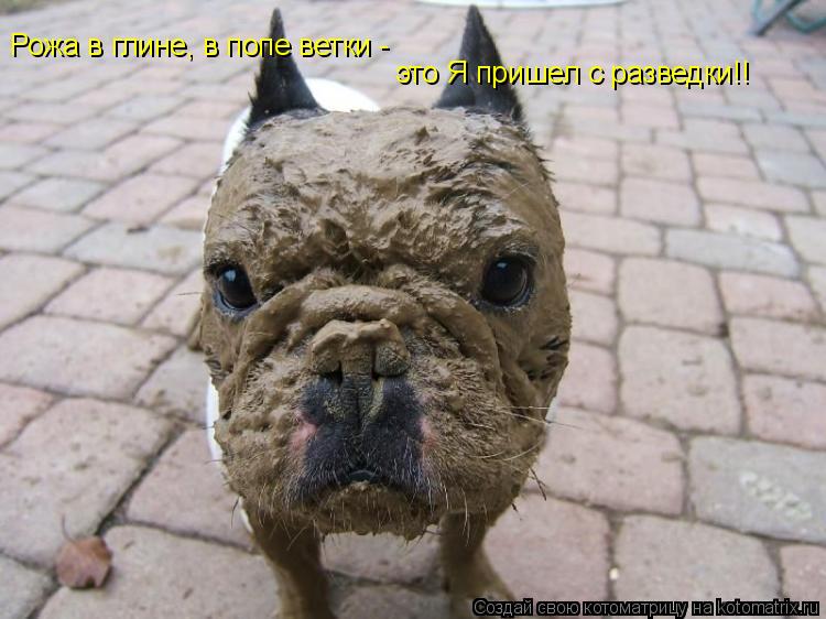 Рожа в глине, в попе ветки - это Я пришел с разведки!!... Котоматрица: Рожа в глине, в попе ветки - это Я пришел с разведки!!