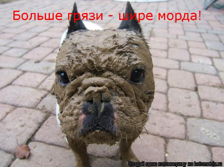 Больше грязи - шире морда!... Котоматрица: Больше грязи - шире морда!
