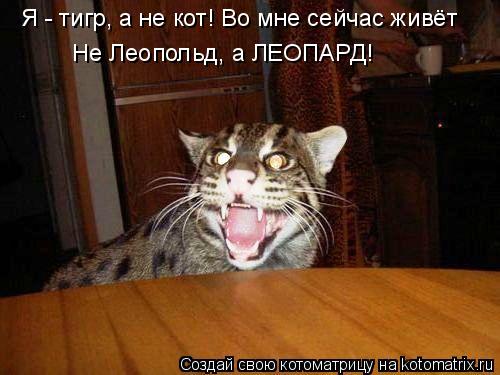 Я - тигр, а не кот! Во мне сейчас живёт Не Леопольд, а ЛЕОПАРД!... Котоматрица: Я - тигр, а не кот! Во мне сейчас живёт Не Леопольд, а ЛЕОПАРД!