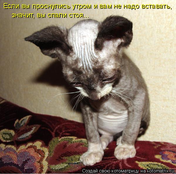 Если вы проснулись утром и вам не надо вставать, значит, вы спали стоя...... Котоматрица: Если вы проснулись утром и вам не надо вставать, значит, вы спали стоя...
