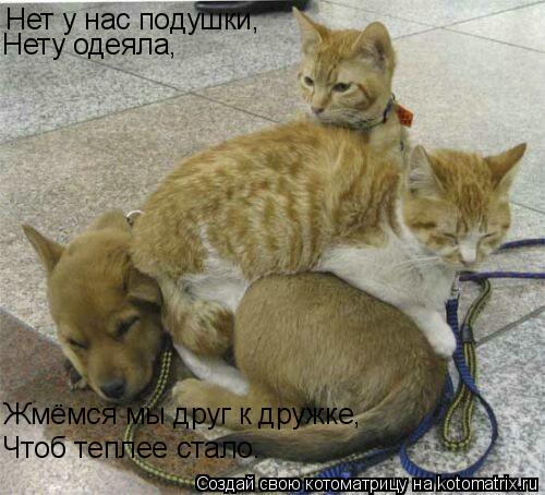 Нет у нас подушки, Нету одеяла, Жмёмся мы друг к дружке, Чтоб теплее стало.... Котоматрица: Нет у нас подушки, Нету одеяла, Жмёмся мы друг к дружке, Чтоб теплее стало.