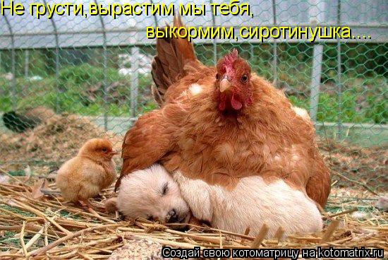 Не грусти,вырастим мы тебя, выкормим,сиротинушка....... Котоматрица: Не грусти,вырастим мы тебя, выкормим,сиротинушка....