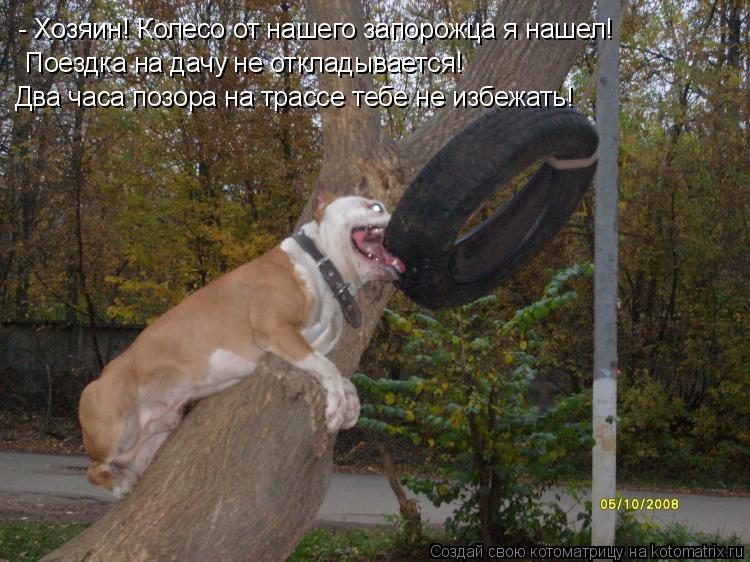 - Хозяин! Колесо от нашего запорожца я нашел! Поездка на дачу не откладывается! Два часа позора на т... Котоматрица: - Хозяин! Колесо от нашего запорожца я нашел! Поездка на дачу не откладывается! Два часа позора на трассе тебе не избежать!