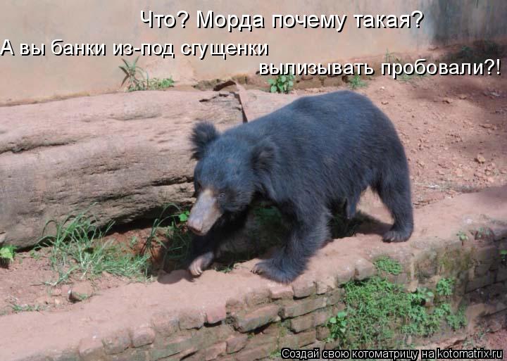 Что? Морда почему такая? А вы банки из-под сгущенки вылизывать пробовали?!... Котоматрица: Что? Морда почему такая? А вы банки из-под сгущенки вылизывать пробовали?!