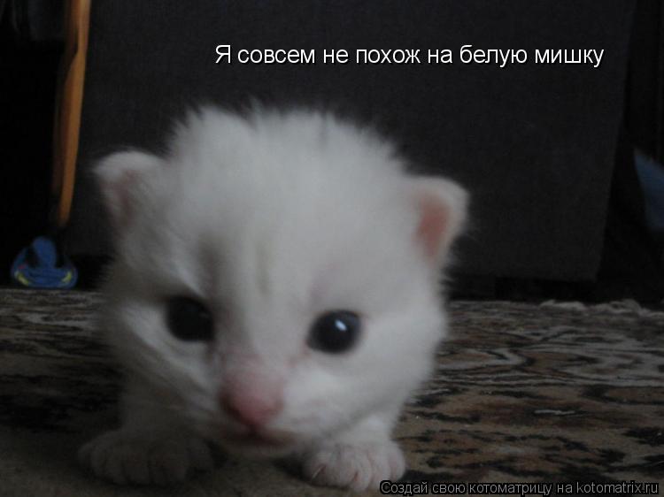 Я совсем не похож на белую мишку... Котоматрица: Я совсем не похож на белую мишку