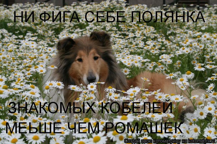 НИ ФИГА СЕБЕ ПОЛЯНКА ЗНАКОМЫХ КОБЕЛЕЙ МЕЬШЕ ЧЕМ РОМАШЕК... Котоматрица: НИ ФИГА СЕБЕ ПОЛЯНКА ЗНАКОМЫХ КОБЕЛЕЙ МЕЬШЕ ЧЕМ РОМАШЕК