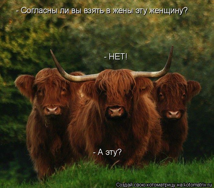 - Согласны ли вы взять в жены эту женщину? - НЕТ! - А эту?... Котоматрица: - Согласны ли вы взять в жены эту женщину? - НЕТ! - А эту?