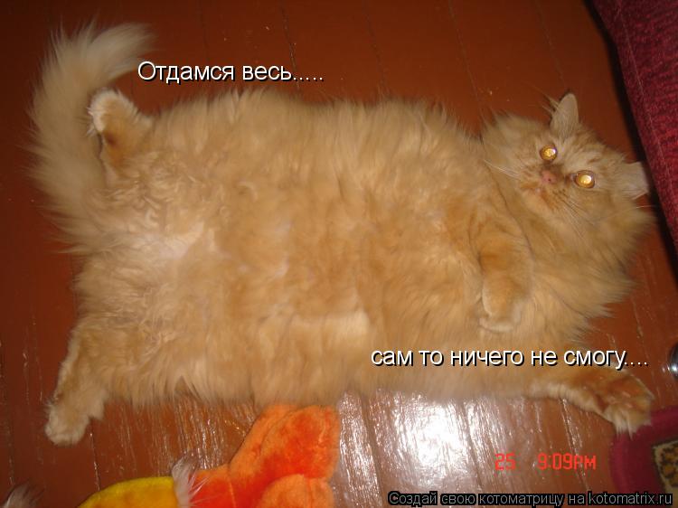 Отдамся весь..... сам то ничего не смогу....... Котоматрица: Отдамся весь..... сам то ничего не смогу....