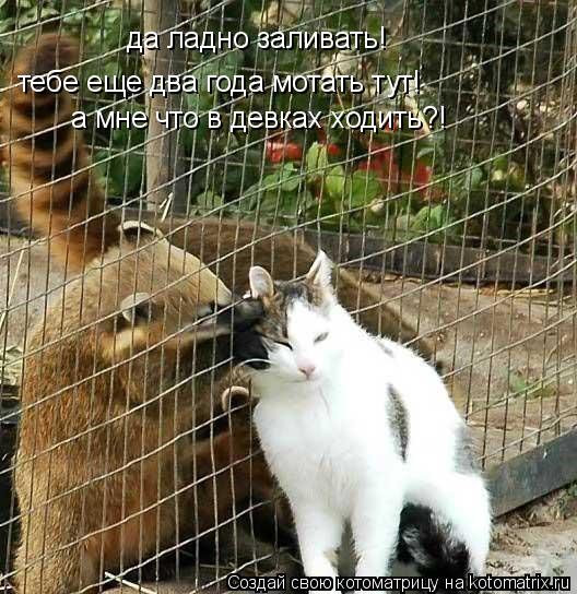 да ладно заливать! тебе еще два года мотать тут! а мне что в девках ходить?!... Котоматрица: да ладно заливать! тебе еще два года мотать тут! а мне что в девках ходить?!