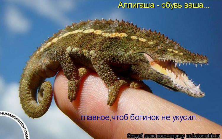 Аллигаша - обувь ваша... ...главное,чтоб ботинок не укусил...... Котоматрица: Аллигаша - обувь ваша... ...главное,чтоб ботинок не укусил...