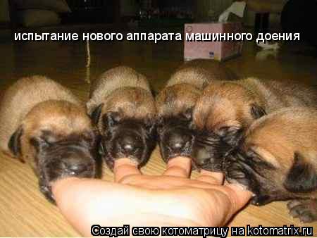 испытание нового аппарата машинного доения... Котоматрица: испытание нового аппарата машинного доения