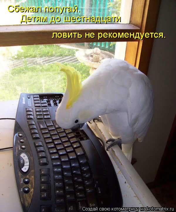 Сбежал попугай. Детям до шестнадцати ловить не рекомендуется.... Котоматрица: Сбежал попугай. Детям до шестнадцати ловить не рекомендуется.