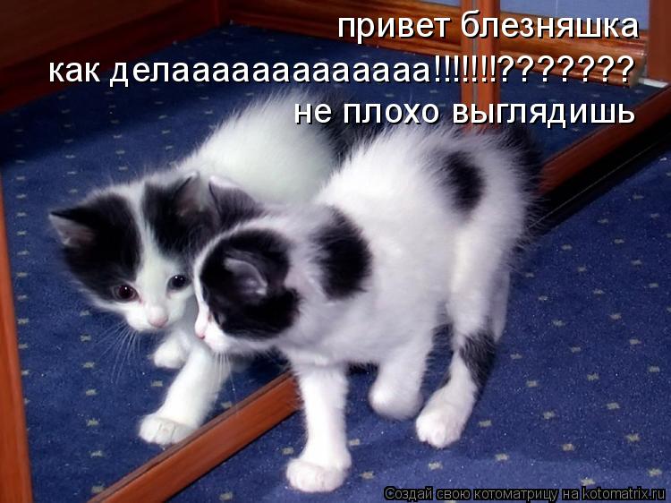 привет блезняшка как делааааааааааааа!!!!!!!??????? не плохо выглядишь... Котоматрица: привет блезняшка как делааааааааааааа!!!!!!!??????? не плохо выглядишь