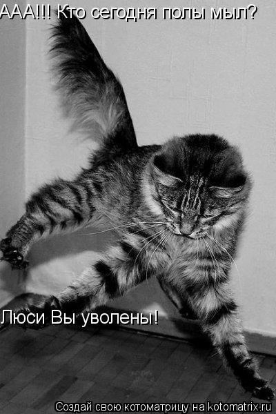 ААА!!! Кто сегодня полы мыл? Люси Вы уволены!... Котоматрица: ААА!!! Кто сегодня полы мыл? Люси Вы уволены!