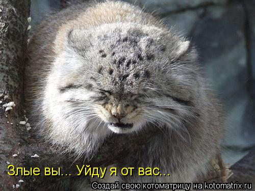 Злые вы... Уйду я от вас...... Котоматрица: Злые вы... Уйду я от вас...