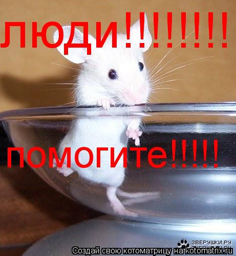 люди!!!!!!!! помогите!!!!!... Котоматрица: люди!!!!!!!! помогите!!!!!