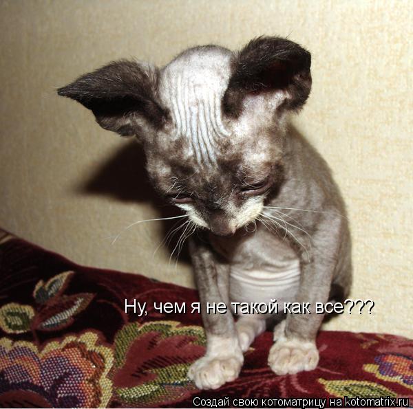 Ну, чем я не такой как все???... Котоматрица: Ну, чем я не такой как все???