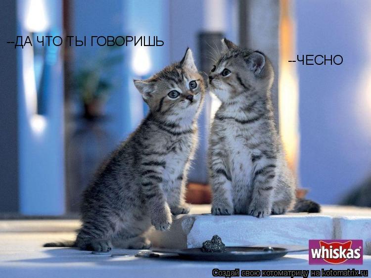 --ДА ЧТО ТЫ ГОВОРИШЬ --ЧЕСНО... Котоматрица: --ДА ЧТО ТЫ ГОВОРИШЬ --ЧЕСНО