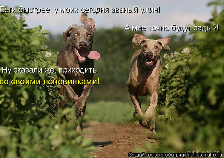 Беги быстрее, у моих сегодня званый ужин! А мне точно будут рады?! Ну сказали же, приходить со своими... Котоматрица: Беги быстрее, у моих сегодня званый ужин! А мне точно будут рады?! Ну сказали же, приходить со своими половинками!