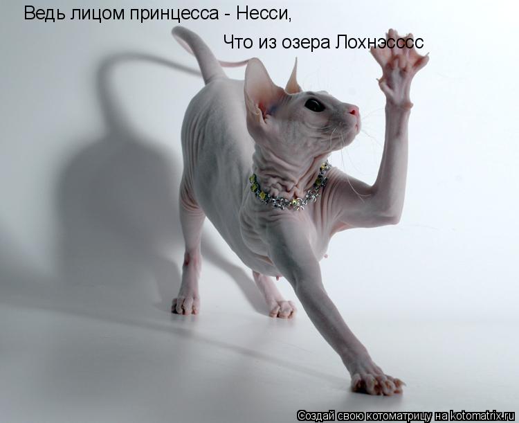 Ведь лицом принцесса - Несси, Что из озера Лохнэсссс... Котоматрица: Ведь лицом принцесса - Несси, Что из озера Лохнэсссс