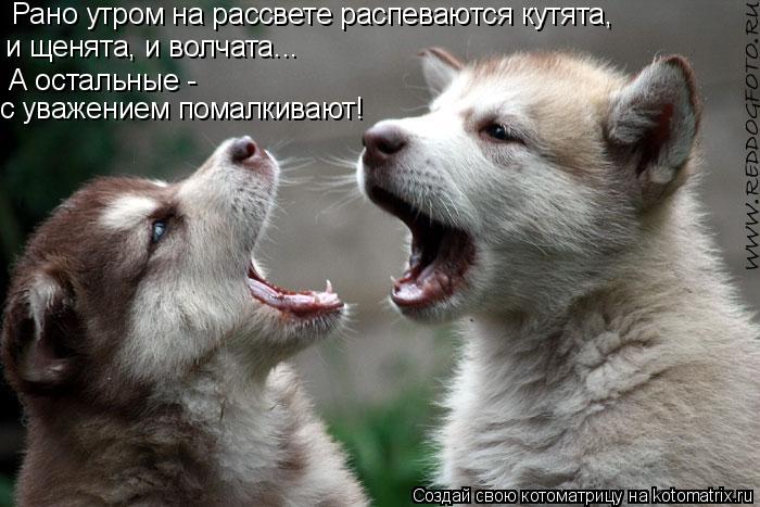 Рано утром на рассвете распеваются кутята, и щенята, и волчата... А остальные - в страхе помалкивают!... Котоматрица: Рано утром на рассвете распеваются кутята, и щенята, и волчата... А остальные - в страхе помалкивают! А остальные - с уважением помалкивают!