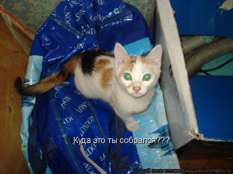 Куда это ты собрался???... Котоматрица: Куда это ты собрался???
