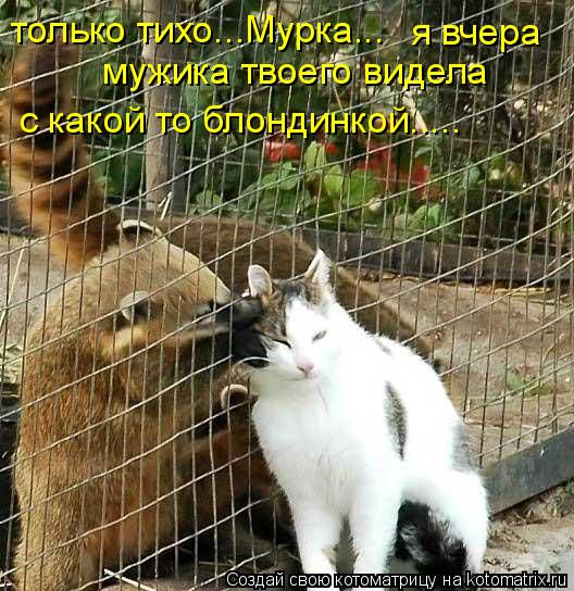 только тихо...Мурка... я вчера мужика твоего видела с какой то блондинкой........ Котоматрица: только тихо...Мурка... я вчера мужика твоего видела с какой то блондинкой.....