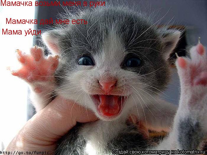 Мамачка возьми меня в руки Мамачка дай мне есть Мама уйди... Котоматрица: Мамачка возьми меня в руки Мамачка дай мне есть Мама уйди