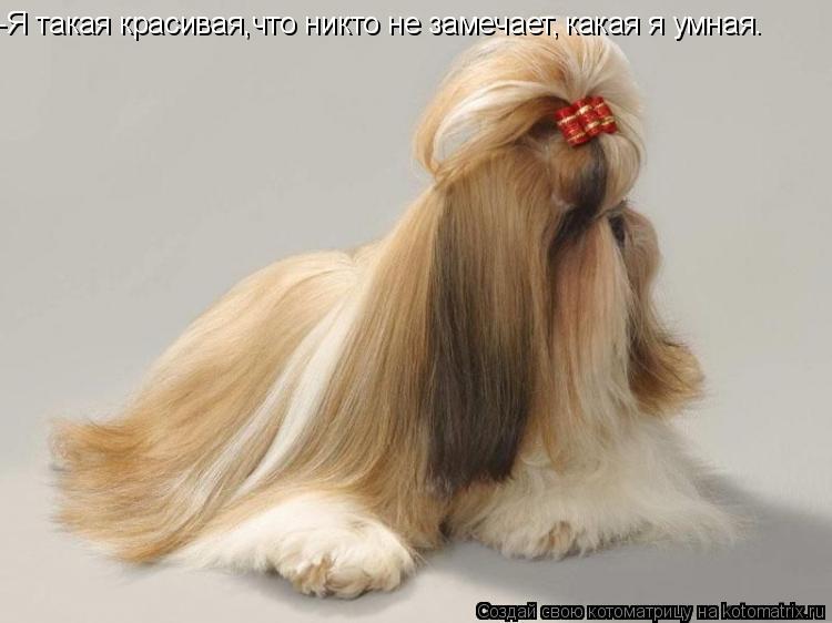 -Я такая красивая,что никто не замечает, какая я умная.... Котоматрица: -Я такая красивая,что никто не замечает, какая я умная.