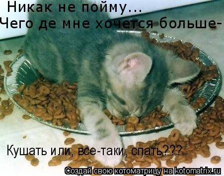 Никак не пойму... Чего де мне хочется больше- Кушать или, все-таки, спать???... Котоматрица: Никак не пойму... Чего де мне хочется больше- Кушать или, все-таки, спать???