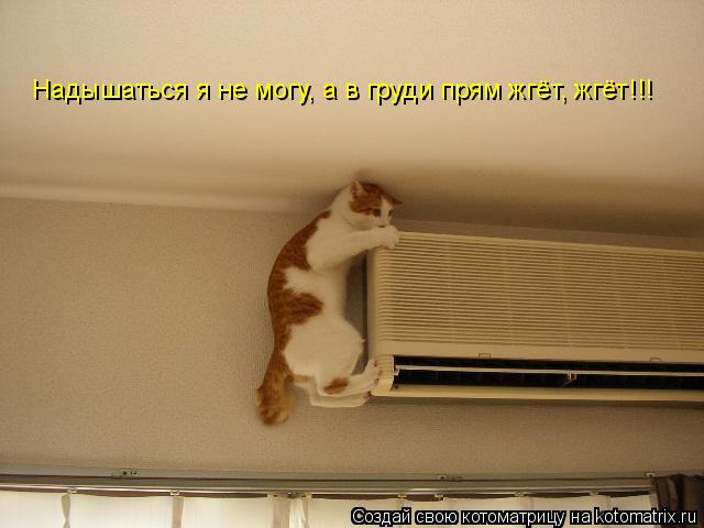 Надышаться я не могу, а в груди прям жгёт, жгёт!!!... Котоматрица: Надышаться я не могу, а в груди прям жгёт, жгёт!!!