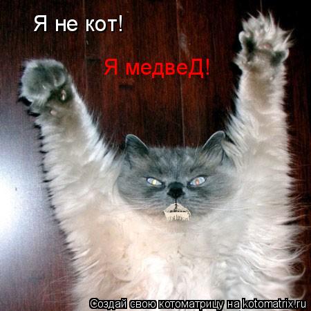 Я не кот! Я медвеД!... Котоматрица: Я не кот! Я медвеД!