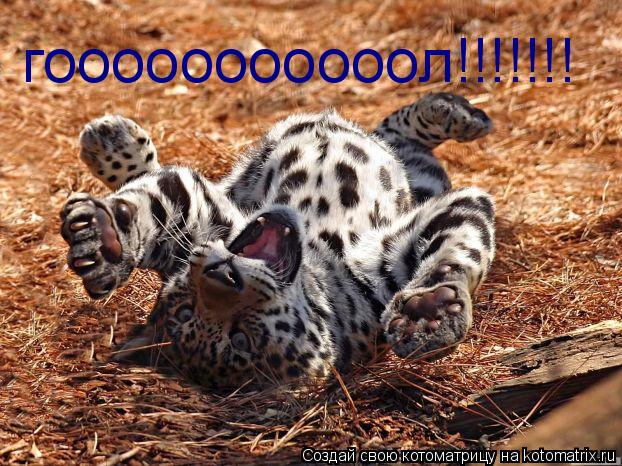 гооооооооооол!!!!!!!... Котоматрица: гооооооооооол!!!!!!!