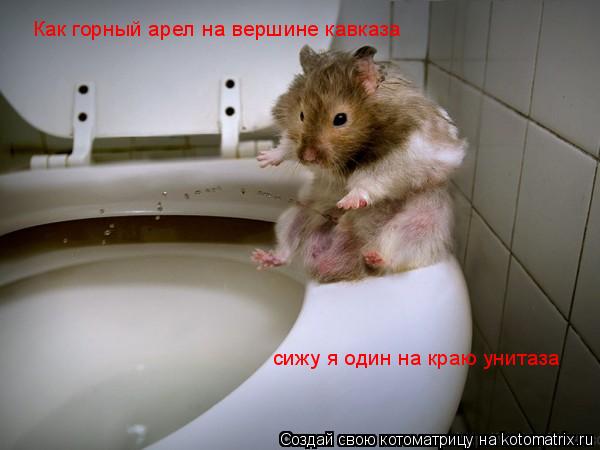 Как горный арел на вершине кавказа сижу я один на краю унитаза... Котоматрица: Как горный арел на вершине кавказа сижу я один на краю унитаза