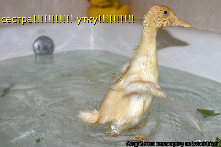 сестра!!!!!!!!!!! утку!!!!!!!!!!... Котоматрица: сестра!!!!!!!!!!! утку!!!!!!!!!!