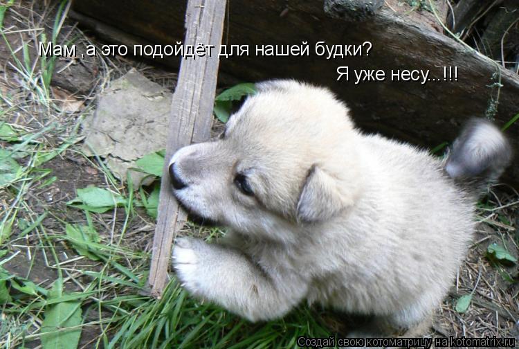 Мам ,а это подойдёт для нашей будки? Я уже несу...!!!... Котоматрица: Мам ,а это подойдёт для нашей будки? Я уже несу...!!!