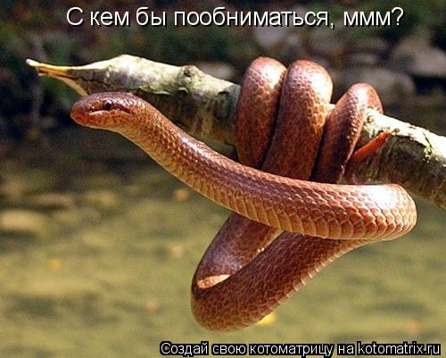 С кем бы пообниматься, ммм?... Котоматрица: С кем бы пообниматься, ммм?