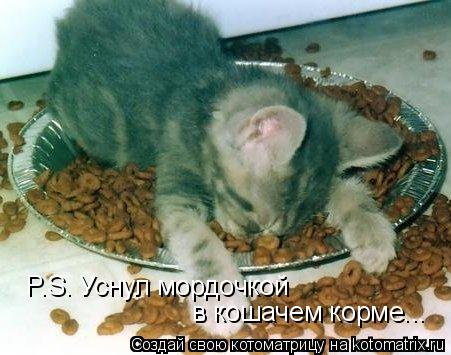 P.S. Уснул мордочкой в кошачем корме...... Котоматрица: P.S. Уснул мордочкой в кошачем корме...