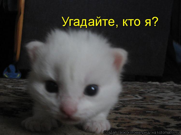 Угадайте, кто я?... Котоматрица: Угадайте, кто я?