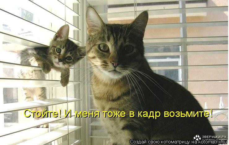 Котоматрица: Стойте! И меня тоже в кадр возьмите!