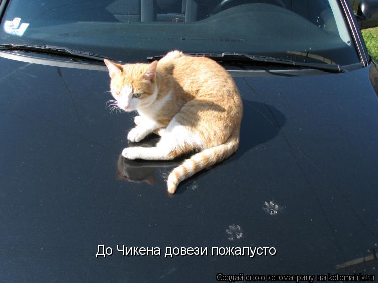До Чикена довези пожалусто... Котоматрица: До Чикена довези пожалусто
