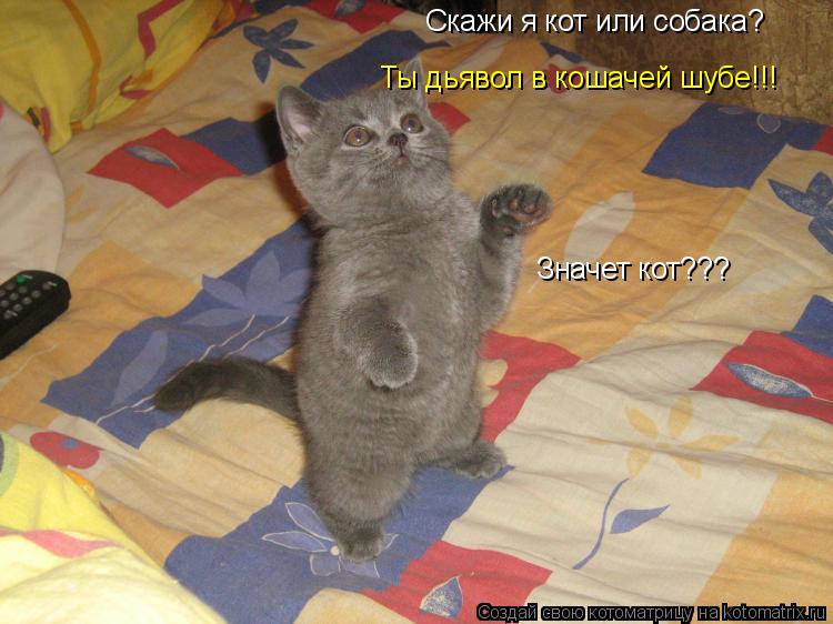 Скажи я кот или собака? Ты дьявол в кошачей шубе!!! Значет кот???... Котоматрица: Скажи я кот или собака? Ты дьявол в кошачей шубе!!! Значет кот???