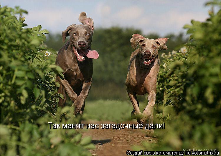 Так манят нас загадочные дали!... Котоматрица: Так манят нас загадочные дали!