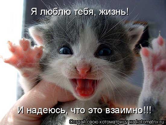 Я люблю тебя, жизнь! И надеюсь, что это взаимно!!!... Котоматрица: Я люблю тебя, жизнь! И надеюсь, что это взаимно!!!