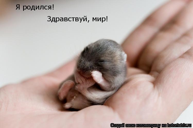 Я родился! Здравствуй, мир!... Котоматрица: Я родился! Здравствуй, мир!