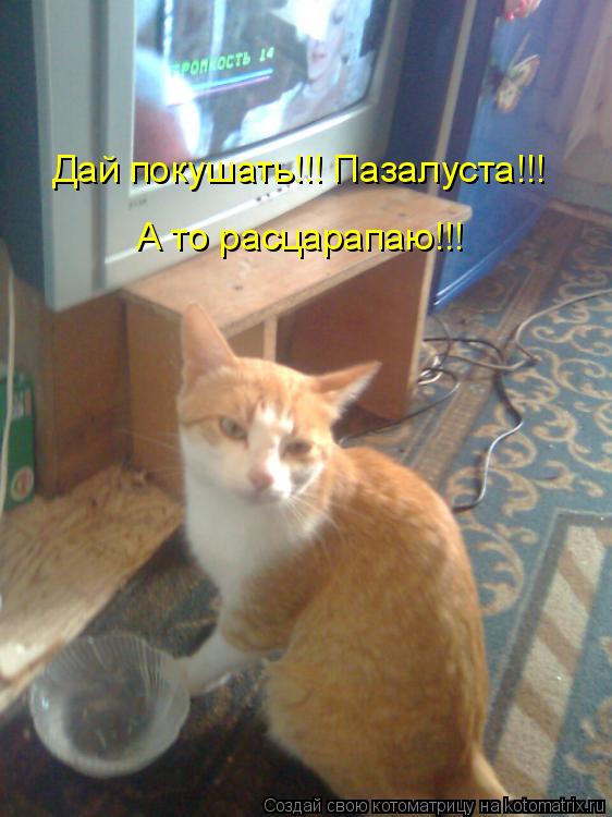А то расцарапаю!!! Дай покушать!!! Пазалуста!!!... Котоматрица: А то расцарапаю!!! Дай покушать!!! Пазалуста!!!