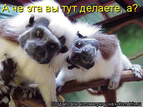 А че эта вы тут делаете, а?... Котоматрица: А че эта вы тут делаете, а?