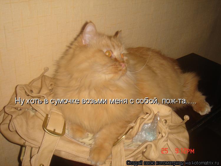 Ну хоть в сумочке возьми меня с собой, пож-та........ Котоматрица: Ну хоть в сумочке возьми меня с собой, пож-та.....