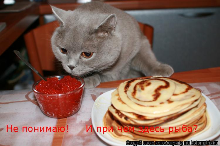 Котоматрица: Не понимаю!     И при чем здесь рыба?
