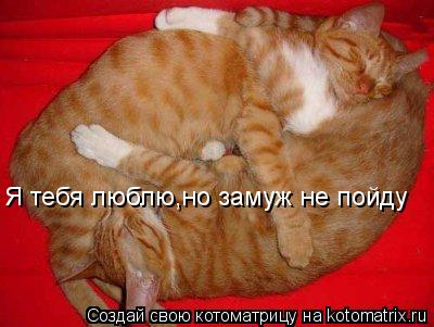 Я тебя люблю,но замуж не пойду... Котоматрица: Я тебя люблю,но замуж не пойду